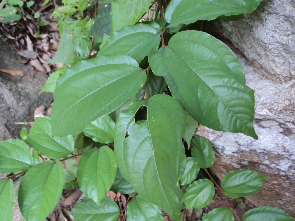 Ziziphus rugosa Lam.